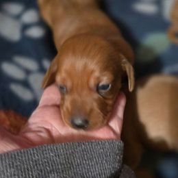 Copper - Red male Dachshund puppy in Edinburg, Virginia from Hunter Lane Dachshunds