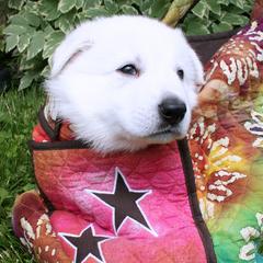 Berger Blanc Suisse and German Shepherd Puppies from Victorious White Shepherds