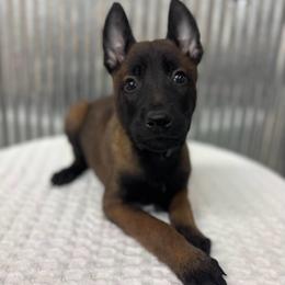 Black Collar - Mahogany male Belgian Malinois puppy in Muskegon, Michigan from Red Acres Working Line K9s