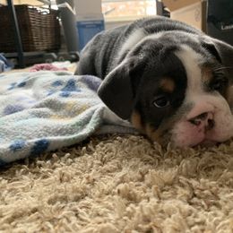 Bulldog and French Bulldog Puppies from Blues City Bulldogs