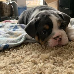 Bulldog and French Bulldog Puppies from Blues City Bulldogs