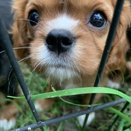 "Female “Ruby Tuesday” available now" Cavalier King Charles Spaniel Puppies from Animal Encore’s Cavalier King Charles Spaniels