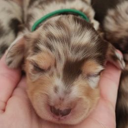 Green Collar Boy 2 - Dapple male Dachshund puppy in Anderson, South Carolina from Iron Butterfly Kennels