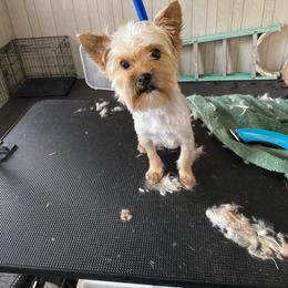 Danika - Yorkshire Terrier