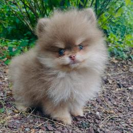 Martini - Chocolate and tan male Pomeranian puppy in Buck Valley, Pennsylvania from Buck Valley Pomeranians