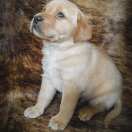 Gregory - Yellow male Labrador Retriever puppy in Wyalusing, Pennsylvania from Cooley’s Labradors Retrievers