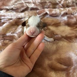 Jeremy - Blenheim male Cavapoo puppy in Knoxville, Tennessee from Rocky Top Cavapoos
