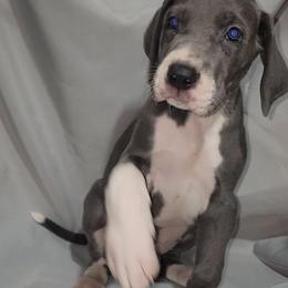 Jimmy - Blue and white male Great Dane puppy in Walker, Louisiana from La Rebel Danes