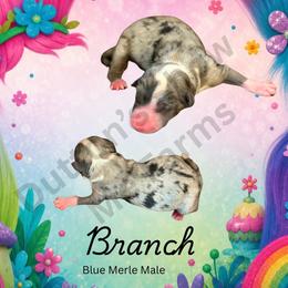 Branch - Blue merle male Miniature Australian Shepherd puppy in Oronogo, Missouri from Dutton's Show Me Farms