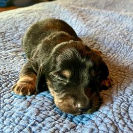 Trapper - Black and tan male Dachshund puppy in Brave, Pennsylvania from Maple Moon Mini Dachshunds