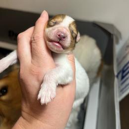 Sprout - White male Collie puppy in Henderson, Nevada from River Spirit Collies