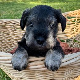 Mia - Black and silver female Miniature Schnauzer puppy in Akeley, Minnesota from Great Northern Schnauzers