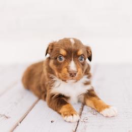 Nibbles - Red tri male Miniature Australian Shepherd puppy in Enoch, Utah from Twisted H Aussies