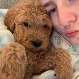 Helaena - Apricot female Goldendoodle puppy in Richmond, Texas from Harper’s Heartbeats
