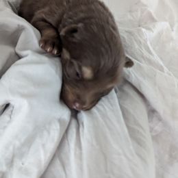 Pomsky Puppies from Tony Hwang
