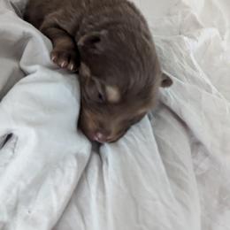 Pomsky Puppies from Tony Hwang