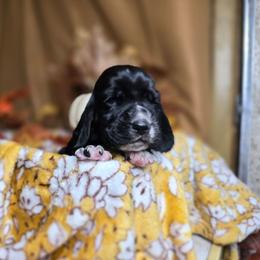 Sunfyre - Black and white female Basset Hound puppy in Valley, Washington from Enchanted Valley Paws