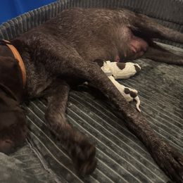 German Shorthaired Pointer Puppies from Ellis kennels