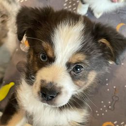 Miniature American Shepherds and Toy Australian Shepherds from Lehfeldt Aussies