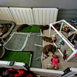 Chesapeake Bay Retriever Puppies from Shore Acres Chesapeakes