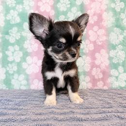 Mickey (Red male) - Blue and tan male Chihuahua puppy in Kansas City, Missouri from Bravo Chihuahuas