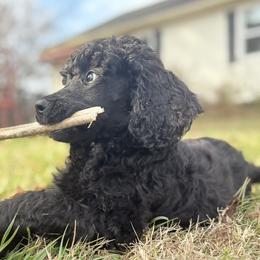 Jenga - Black male Poodle puppy in Huntsville , Alabama from Heart Song Standard Poodles