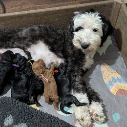 Millie - Assorted Doodle Crosses