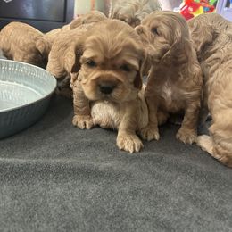 Cocker Spaniel Puppies from Clayton’s Cocker Spaniels