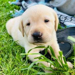Forest - Yellow male Labrador Retriever puppy in Rock Hill, South Carolina from North Star Retrievers