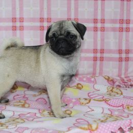 Quita - Fawn female Pug puppy in Tuscola, Illinois from Dream on puppies