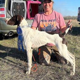"Freddie- A litter: AKC field trials, Conformation, dock diving, disc " German Shorthaired Pointer All Grown Up from Kuhl Palmer Kennels