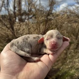 Bonbon - Chocolate and tan female Dachshund puppy in Inverness, Florida from Canaan Farm Corgis