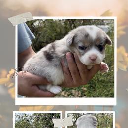 Mulan - Blue merle and white female American Corgi puppy in Foreman Ar., Arkansas from Grassy Lake Corgis