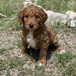 Goldendoodle Puppies from Colorado Dreamin Doodles