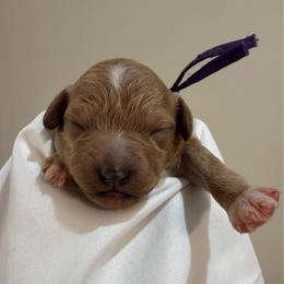 Purple Collar - Apricot female Goldendoodle puppy in Cape Coral, Florida from Nay Nays Mini Doodles