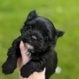 Tiny Teddy - Black and gold male Yorkshire Terrier puppy in Hope, Indiana from DJ Yorkies