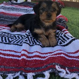 Yorkshire Terrier Puppies from Sharon Gellerman's Yorkshire Terriers