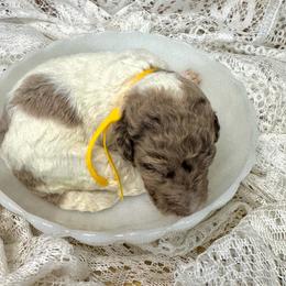 Honey - Merle female Labradoodle puppy in Candler, North Carolina from Maple Bakin’ Doodles