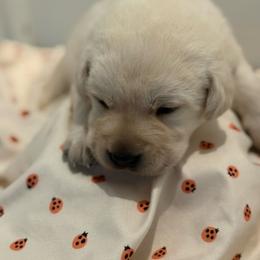Maple- Orange collar - Yellow male Labrador Retriever puppy in Isanti, Minnesota from Four Corners Family Labs