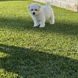 Green machine - White male Bichon Frise puppy in Glendale, Arizona from Bichon De Amor