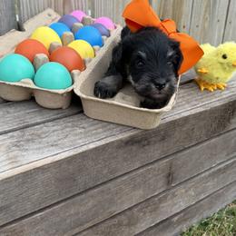 Orange boy - Black and silver male Miniature Schnauzer puppy in Garrison, Texas from RNH Schnauzers