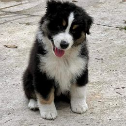 Australian Shepherd Puppies from Solace Australian Shepherds