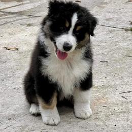 Australian Shepherd Puppies from Solace Australian Shepherds
