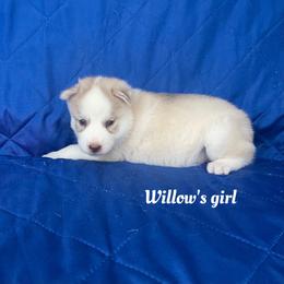 Willow's girl - Brown and white female Siberian Husky puppy in Ocala, Florida from Florida Husky Puppies