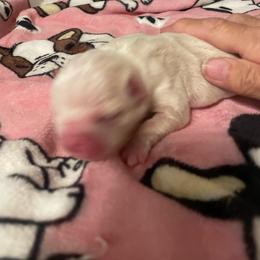 Amber - Seal and white female Boston Terrier puppy in Johnstown, Colorado from R&M Bostons