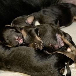 Bernedoodle and Bernese Mountain Dog Puppies from Darlin’s Doodles