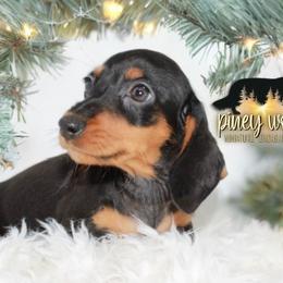 Dachshund Puppies from Piney Woods Miniature Dachshunds