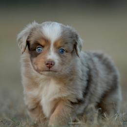 Benjamin - Red merle male Miniature Australian Shepherd puppy in Hartman, Arkansas from Southern Edition Aussies