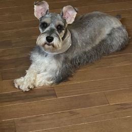 Sammie - Miniature Schnauzer