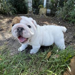 Stupendous - Red and white female Bulldog puppy in Jacksonville, Florida from Semper Fi Bulldogs